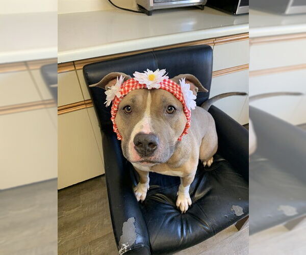 Medium Photo #2 American Bulldog Puppy For Sale in London, Ontario, Canada