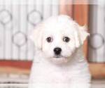 Small Photo #1 Bichon Frise Puppy For Sale in NAPLES, FL, USA