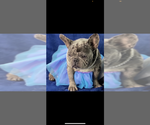 Small Photo #1 French Bulldog Puppy For Sale in WINSTON SALEM, NC, USA