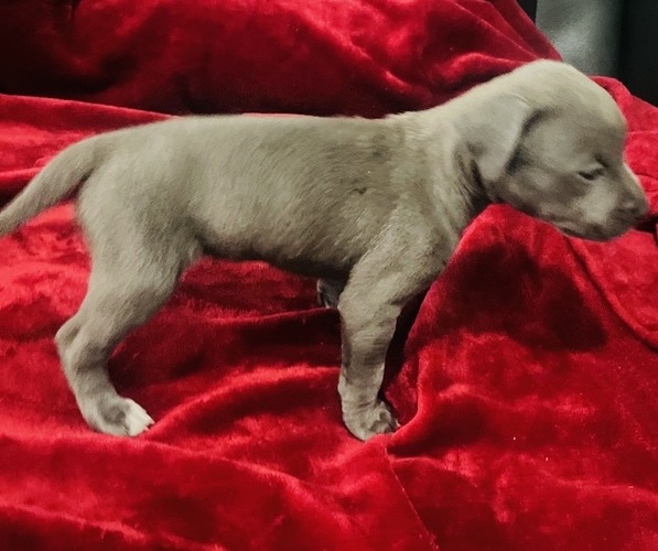 Medium Photo #3 American Pit Bull Terrier Puppy For Sale in TRENTON, NJ, USA