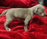 Small #2 American Pit Bull Terrier
