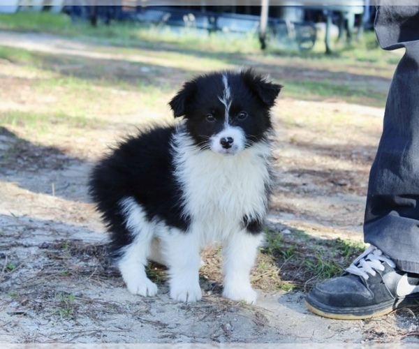 Medium Photo #30 Australian Shepherd Puppy For Sale in ACTON, CA, USA