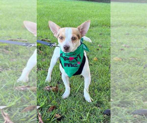 Medium Photo #1 Chihuahua-Unknown Mix Puppy For Sale in FRAMINGHAM, MA, USA