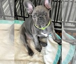 Small Photo #3 French Bulldog Puppy For Sale in MIRAMAR, FL, USA