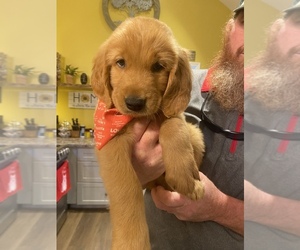 Golden Retriever Puppy for sale in CARNESVILLE, GA, USA