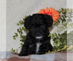Poodle (Toy)-YorkiePoo Mix Puppy for sale in GAP, PA, USA