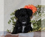 Small Photo #1 -Poodle (Toy) Mix Puppy For Sale in GAP, PA, USA