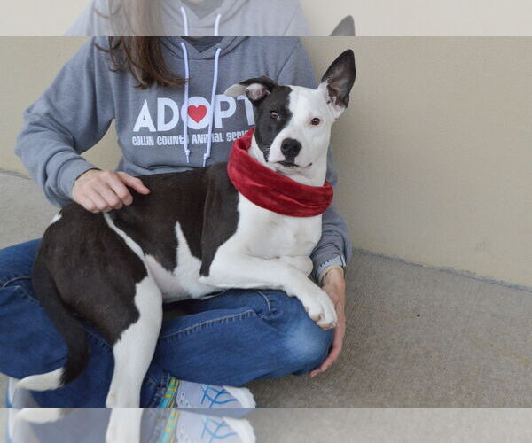 Medium Photo #2 Mutt Puppy For Sale in McKinney, TX, USA