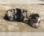 Small Photo #10 Australian Shepherd Puppy For Sale in SALISBURY, NC, USA