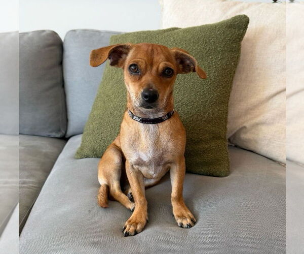 Medium Photo #1 Dachshund-Unknown Mix Puppy For Sale in Weston, FL, USA