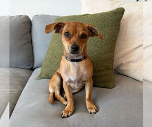 Dachshund-Unknown Mix Dogs for adoption in Weston, FL, USA