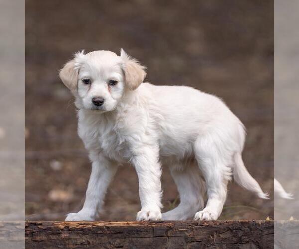 Medium Photo #4 Maltipoo (Miniature) Puppy For Sale in San Diego, CA, USA