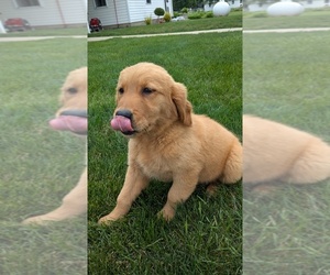 Golden Retriever Puppy for sale in GOSHEN, IN, USA