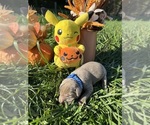 Small #1 Labrador Retriever