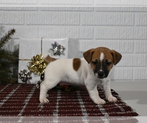 Jack Russell Terrier Puppy for sale in MILLERSBURG, OH, USA