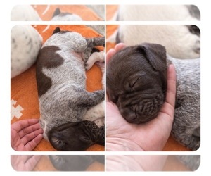 German Shorthaired Pointer Puppy for Sale in CAMDEN, South Carolina USA