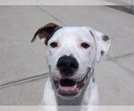 Small Boxer Mix