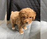 Small #25 Poodle (Toy)