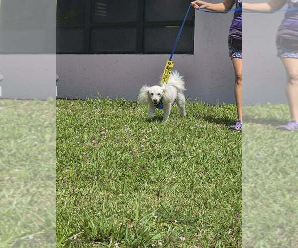 Medium Photo #6 Bichon Frise Puppy For Sale in Plantation, FL, USA