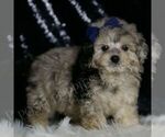 Small #2 Maltipoo