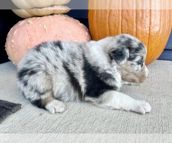 Medium Photo #6 Australian Shepherd Puppy For Sale in LODA, IL, USA