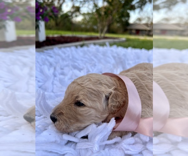 Medium Photo #6 Goldendoodle Puppy For Sale in ORLANDO, FL, USA