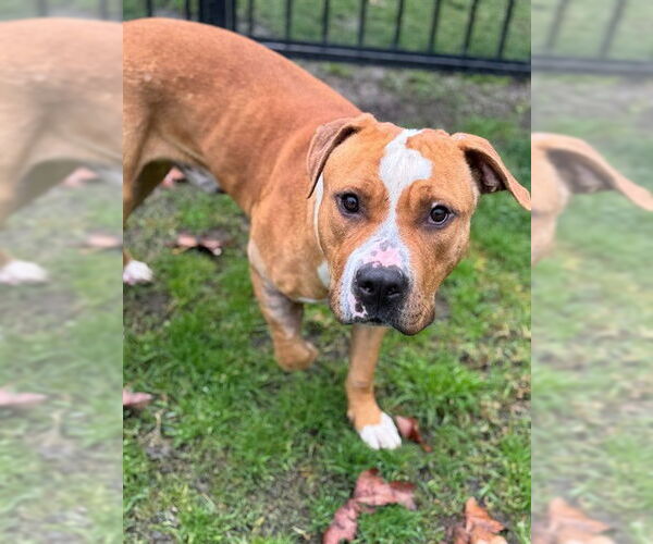 Medium Photo #2 Mutt Puppy For Sale in Riverside, CA, USA