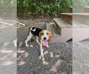 Beagle-Unknown Mix Dogs for adoption in Elmsford, NY, USA