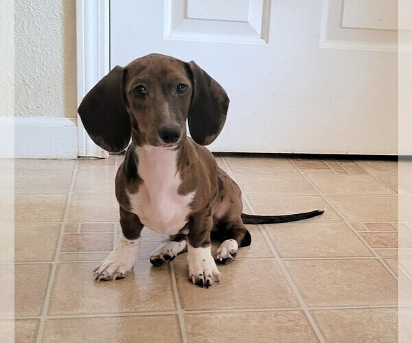 Medium Photo #3 Dachshund Puppy For Sale in WALLACE, CA, USA