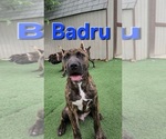 Puppy Badru America Bandogge Mastiff