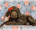 Small Photo #2 Labradoodle Puppy For Sale in KINZERS, PA, USA