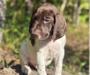 Medium German Shorthaired Pointer
