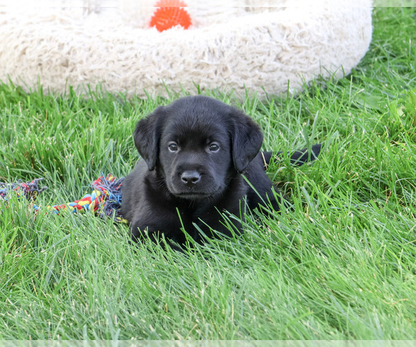 Medium Photo #4 Labrador Retriever Puppy For Sale in SYRACUSE, IN, USA