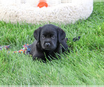 Small #3 Labrador Retriever