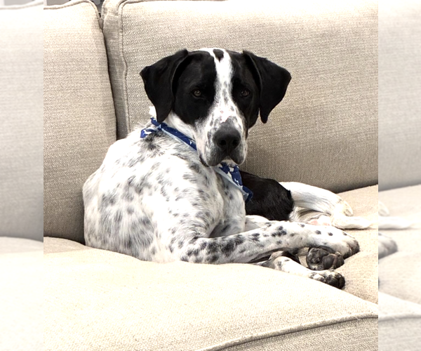 Medium Photo #5 Pointer-Unknown Mix Puppy For Sale in Brooklyn, NY, USA