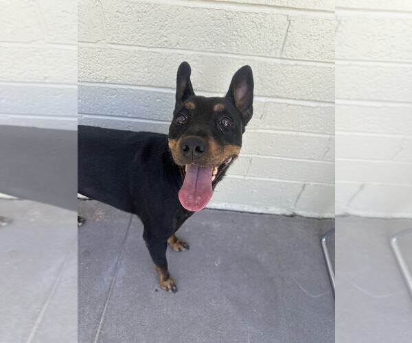 Medium Photo #4 Miniature Pinscher-Unknown Mix Puppy For Sale in Tempe , AZ, USA