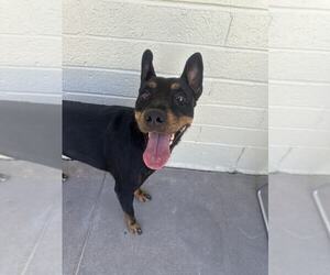 Miniature Pinscher-Unknown Mix Dogs for adoption in Tempe , AZ, USA