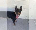 Small #3 Miniature Pinscher Mix