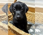 Small #5 Labrador Retriever