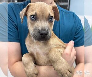 Mutt Dogs for adoption in Washington, DC, USA