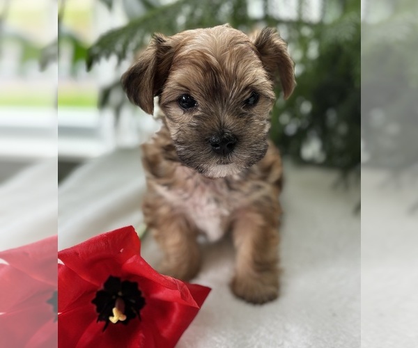 Medium Photo #11 Morkie Puppy For Sale in ROCK STREAM, NY, USA