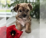 Small #10 Morkie