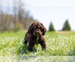 Small Photo #10 Cocker Spaniel Puppy For Sale in WARSAW, IN, USA