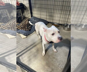 American Pit Bull Terrier-Unknown Mix Dogs for adoption in Kewanee, IL, USA