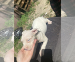 Small Photo #14 American Pit Bull Terrier Puppy For Sale in PENSACOLA, FL, USA