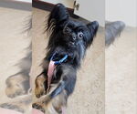 Small Mutt