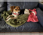 Small #3 Beagle
