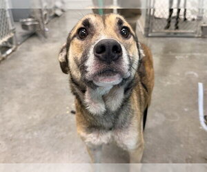 Shepradors Dogs for adoption in Tavares, FL, USA