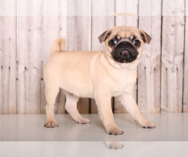Medium Photo #4 Pug Puppy For Sale in MOUNT VERNON, OH, USA