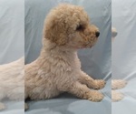 Small #3 Labradoodle